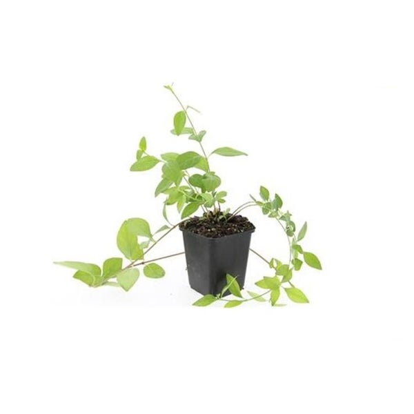 Bodendecker - Großblättriges Immergrün - Vinca major 'Alba' - 9cm Topf - Set mit 20 Pflanzen