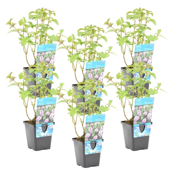 Mentha aquatica pro 6 Stück| Wasserminze - Teichpflanze im Anzuchttopf ⌀9 cm - ↕10-20 cm