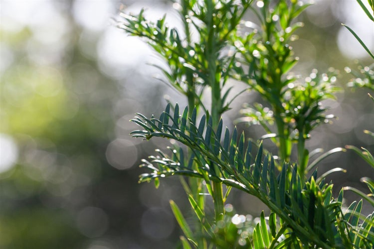 Taxus baccata 'Fastigiata', Säuleneibe, immergrün, 140–160 cm