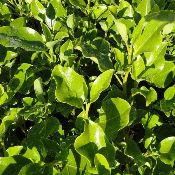 Immergrüner Kirschlorbeer mit glänzenden Blättern für den Garten