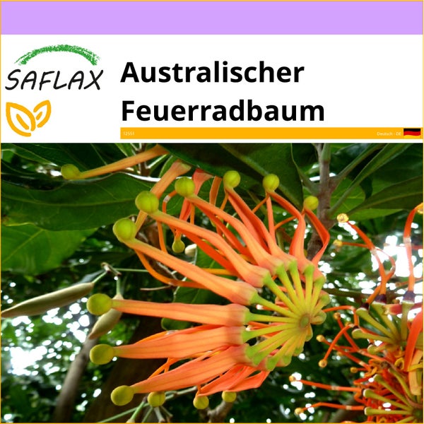 SAFLAX  - Australischer Feuerradbaum - Stenocarpus sinuatus - 20 Samen