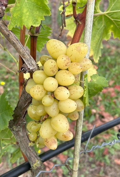 Eine Traube heller Weintrauben hängend an einem Rebstock mit Weinblättern im Weinberg.