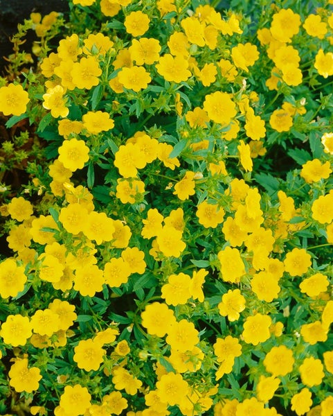 Potentilla aurea, Fingerkraut, gelb, ca. 9x9 cm Topf
