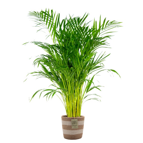 Dypsis Lutescens inkl. Jutekorb - Goldpalme - Wartungsfreundlich - ⌀21 cm - ↕100-110 cm