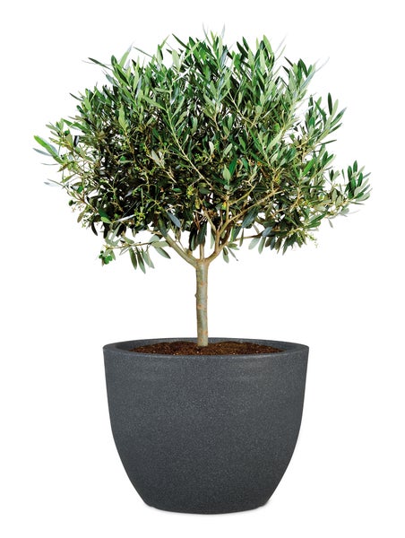 Scheurich Firenze 60, Pflanzgefäß/Blumentopf/Pflanzkübel, rund,  aus Kunststoff Farbe: Schwarz-Granit, 59,5 cm Durchmesser, 45,8 cm hoch, 85,5 l Vol.