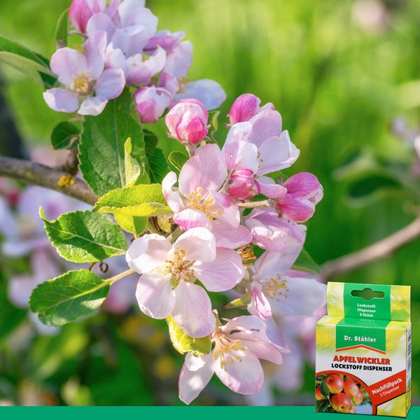 Apfelwickler Pheromon-Lockstoff Nachfüllpack – Zur Nachrüstung vorhandener Pheromonfallen – Effektive Bekämpfung des Apfelwicklers – Für Obstbäume im Garten & Erwerbsanbau