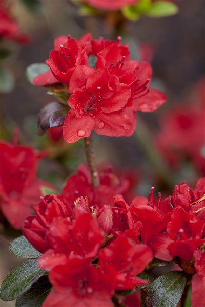 Rhododendron obtusum 'Maruschka', rot, 20–25 cm