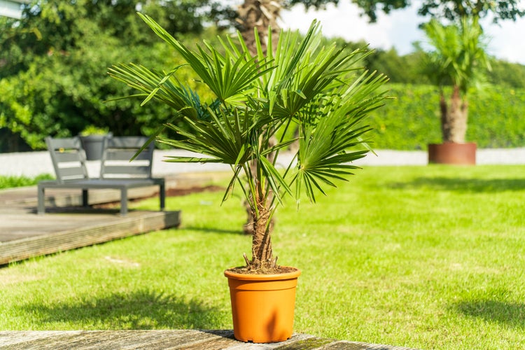 Hanfpalme Trachycarpus fortunei in einem terracottafarbenen Kunststofftopf auf einer Rasenfläche im Garten mit einer Gartenbank im Hintergrund.