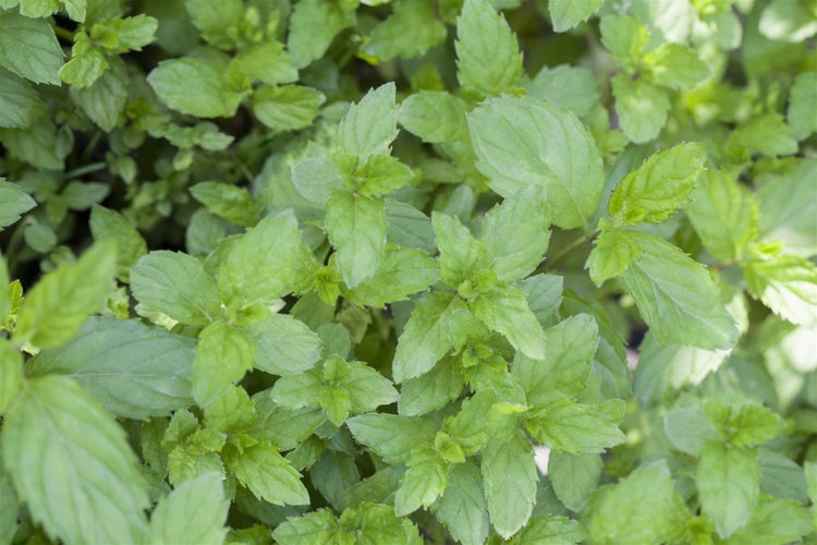 Nahaufnahme von Minzpflanzen