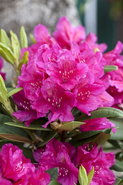 Rhododendron Hybr. 'Dr. H. C. Dresselhuys', rot, 30–40 cm