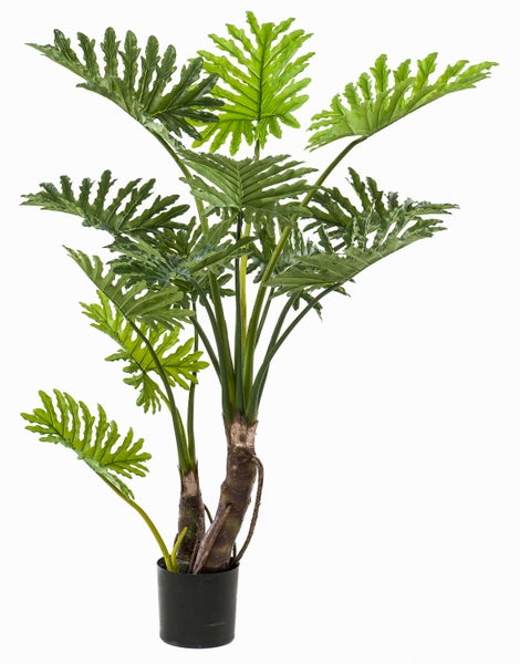 Nahaufnahme der dichten, länglichen grünen Blätter und braunen Stämme einer dekorativen Zimmerpflanze.