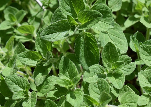 Kräuter-Set „Mittelmeer“, Bio-Jungpflanzen, Garten, 1x  Bio-Rosmarin, 2x Bio-Thymian, 1x Bio-Oregano, 2x Bio-Lavendel, 1x Bio Basilikum, 1x Bio-Petersilie glatt