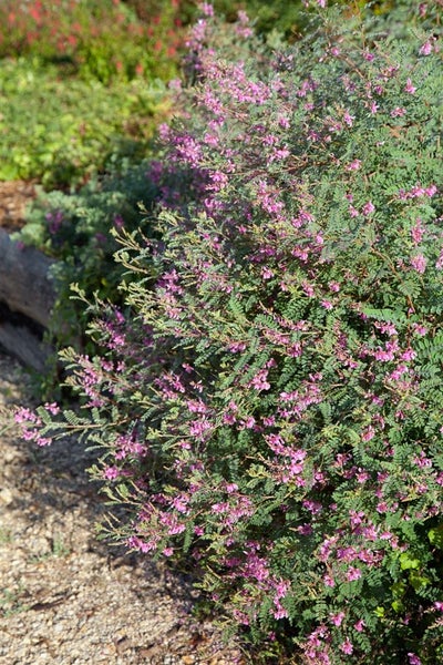 Indigofera heterantha, Indigostrauch, rosa Blüten, 30–40 cm