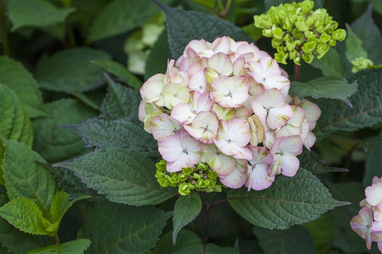 Hydrangea serrata 'Preziosa', Hortensie, rosa-rot, 40–60 cm