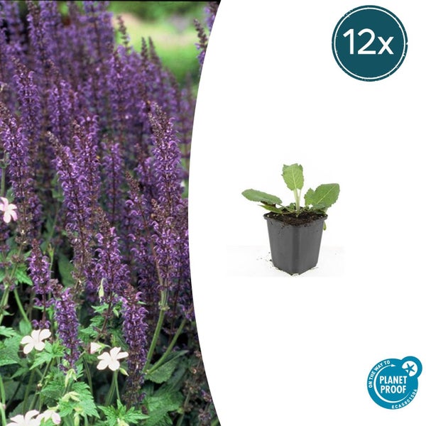 Steppensalbei Salvia nemorosa im 12er Pack mit Nahaufnahme der lila Blüten und einer Jungpflanze im Topf mit Nachhaltigkeitssiegel.
