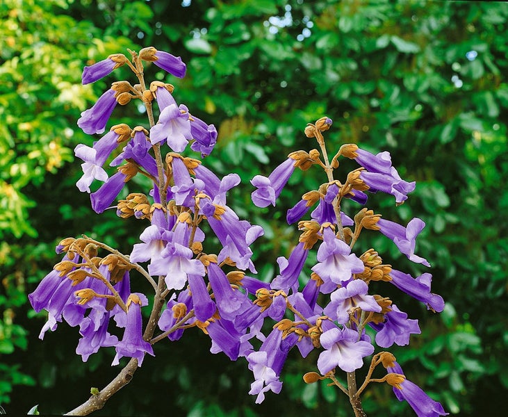 Paulownia tomentosa, Blauglockenbaum, 80–100 cm