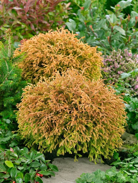 Thuja occidentalis 'Golden Tuffet', gelbgrün, 20–25 cm