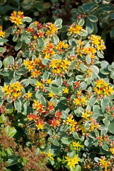 Sedum kamtschaticum 'Variegatum', Fetthenne, buntlaubig, ca. 9x9 cm Topf