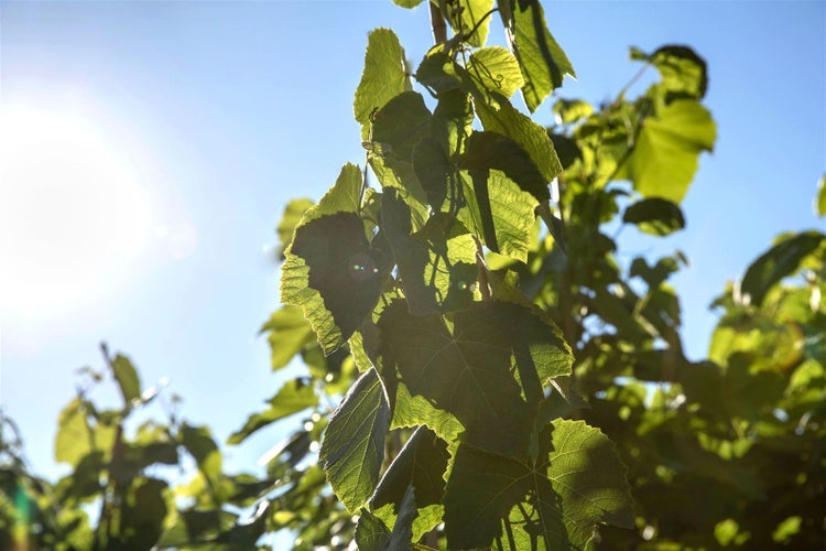 Vitis vinifera 'Erdbeertraube', Weinrebe, süß, 80–100 cm