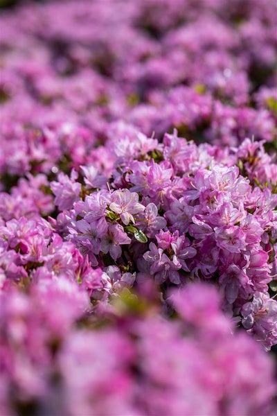 Nahaufnahme eines blühenden Rhododendronstrauchs