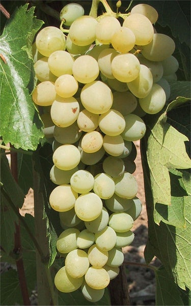 Eine Traube aus hellen Tafeltrauben an einem Weinstock mit grünen Blättern.