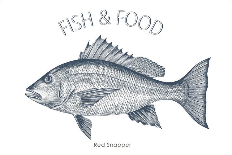 Illustration eines Roten Schnappers mit der Aufschrift Fisch und Essen
