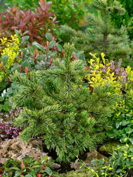Pinus aristata, Grannen-Kiefer, 50–60 cm, robust und langlebig