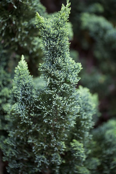 Chamaecyparis lawsoniana 'Wissel's Saguaro', 60–80 cm, immergrün
