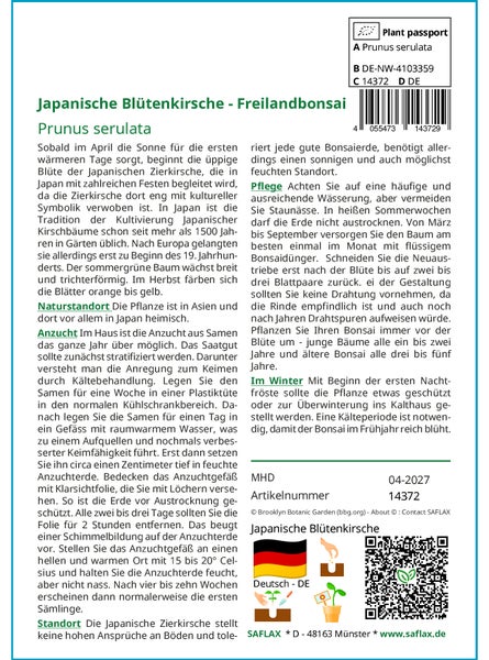 SAFLAX  - Japanische Blütenkirsche - Prunus serulata - 30 Samen