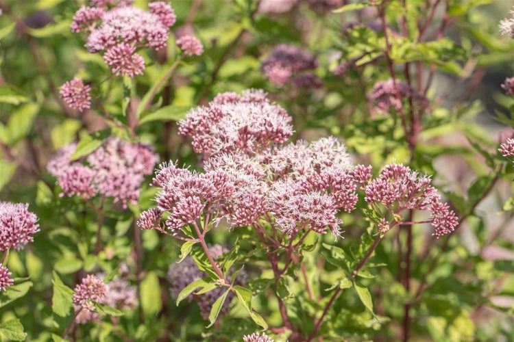 Eupatorium cannabinum, Wasserdost, rosa Blüten, ca. 9x9 cm Topf