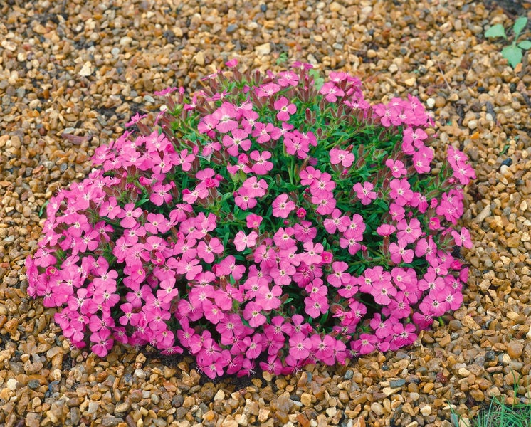 Saponaria x olivana 'Bressingham', Seifenkraut, rosa, ca. 9x9 cm Topf
