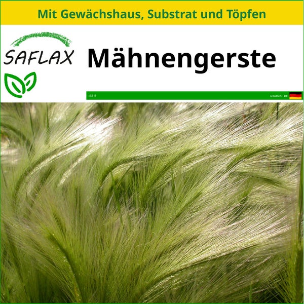 SAFLAX Anzucht Set - Mähnengerste - Hordeum jubatum - 70 Samen - Mit Mini-Gewächshaus, Anzuchtsubstrat und 2 Töpfen