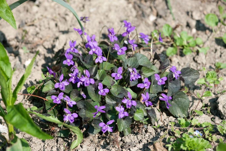 Viola labradorica, Labradorveilchen, violett, ca. 9x9 cm Topf