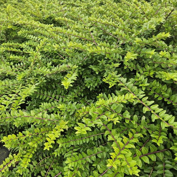 Nahaufnahme einer Heckenmyrte Lonicera nitida mit vielen kleinen grünen Blättern an dünnen Zweigen.