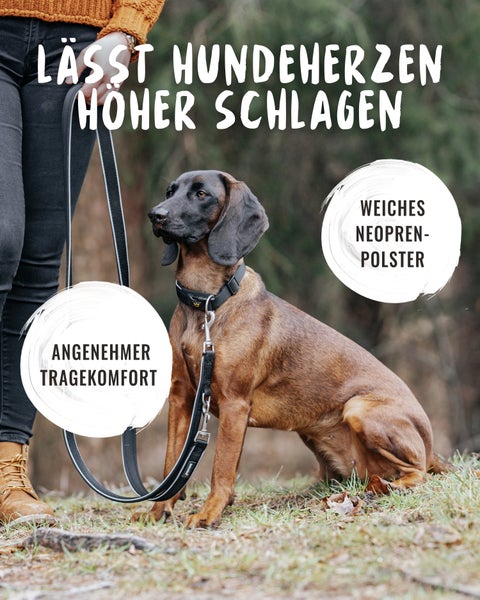 Ein brauner Hund mit Halsband und Leine. Die Leine hat einen angenehmen Tragekomfort und ein weiches Neoprenpolster.