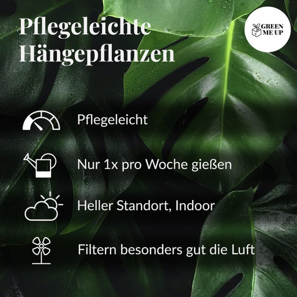 Grünlilie & Efeutute – Hängendes Zimmerpflanzen Starterpack – 2 Rankende Zimmerpflanzen – frisch aus der Gärtnerei – Höhe 15-25 cm – Töpfe 10,5-12 cm – Green Me Up