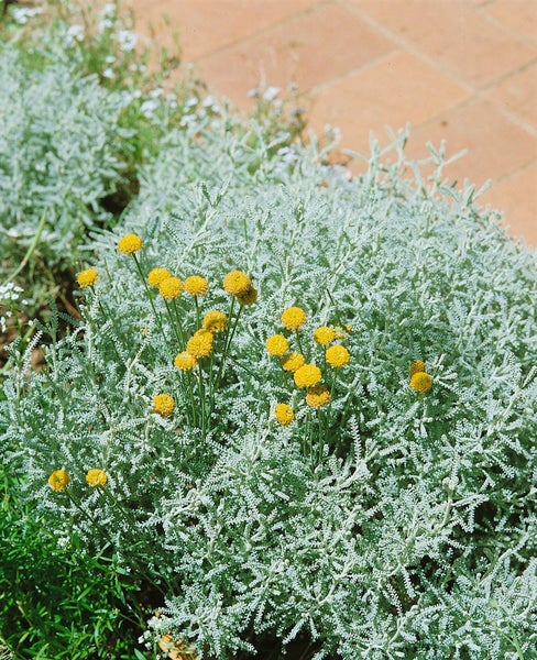 Silberblatt Pflanze mit gelben Blüten