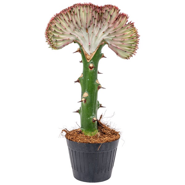 Euphorbia Lactea 'Cristata' | Stängelkaktus - Zimmerpflanze im Kinderzimmertopf cm11 cm - ↕30 cm