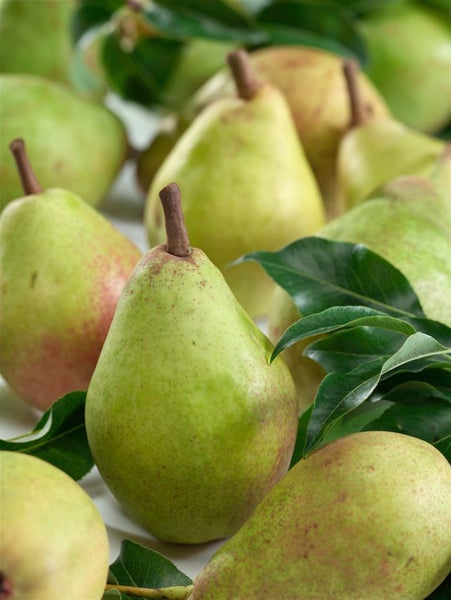 Pyrus communis 'Clapps Liebling', Birne, 150–200 cm, saftig-süß