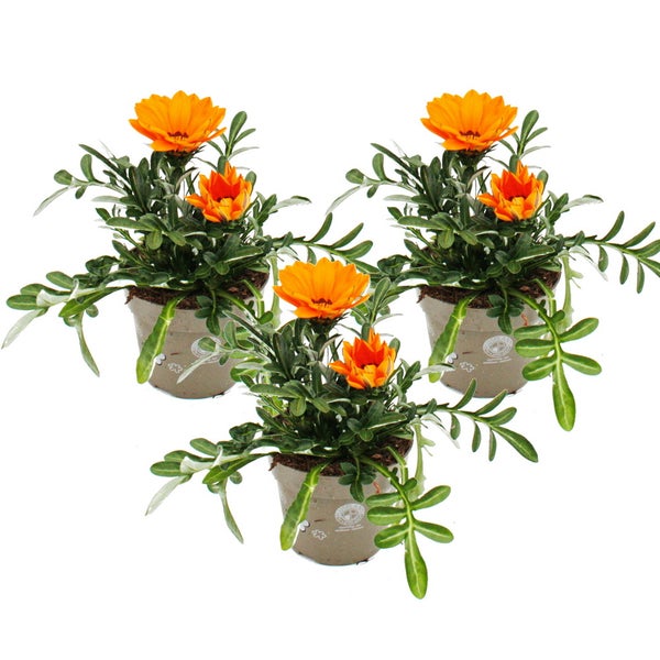 Mittagsgold - Gazania Big Kisses - 12cm Topf - Set mit 3 Pflanzen - orange