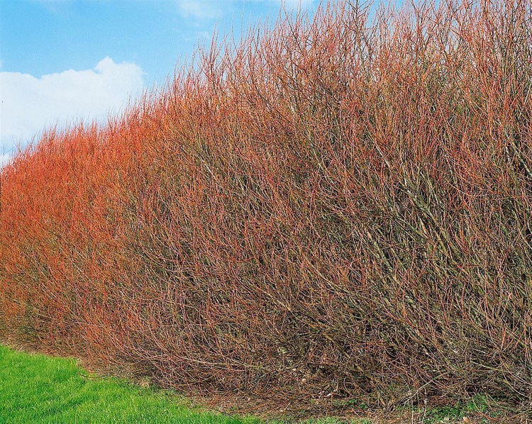Dichte Hecke aus Hartriegel mit roten Wintertrieben auf einer Rasenfläche vor blauem Himmel.