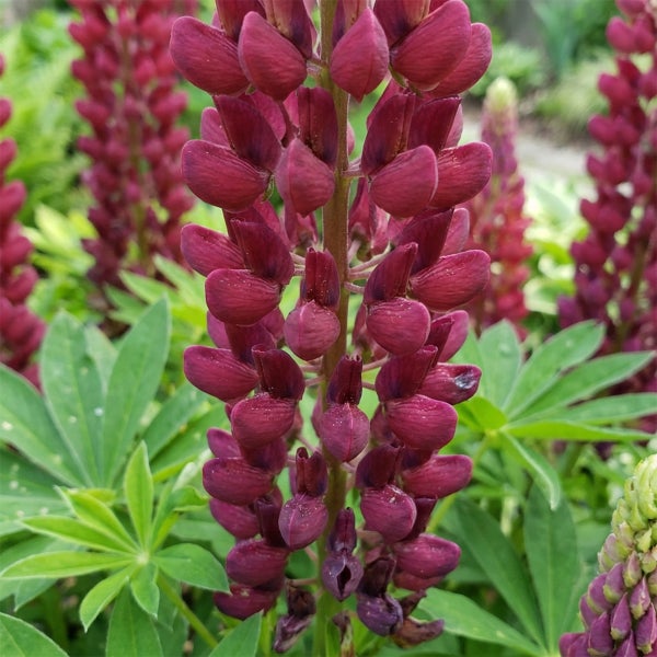 Nahaufnahme einer roten Lupine mit grünen Blättern im Garten.