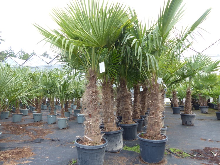 2 Stück Trachycarpus fortunei, 70 - 100 cm Stamm, 210 - 250 cm Hanfpalme, winterharte Palme bis -18°C