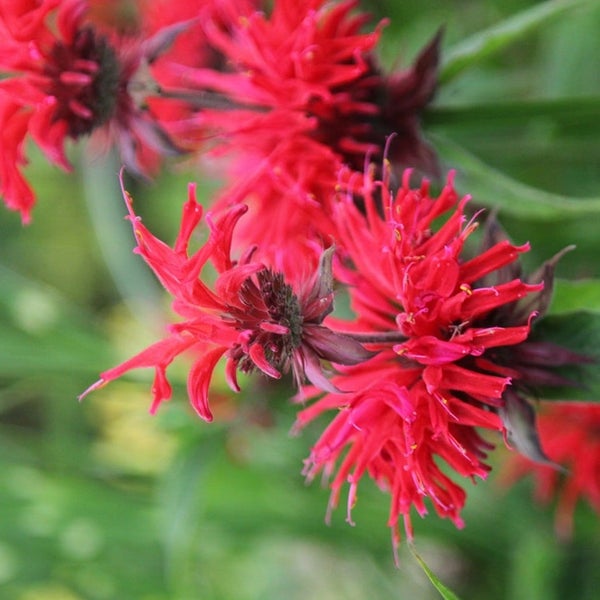 Nahaufnahme von roten Monarda-Blüten