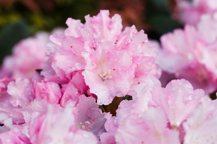 Rhododendron yakushimanum 'Blurettia', rosa Blüten, 40–50 cm