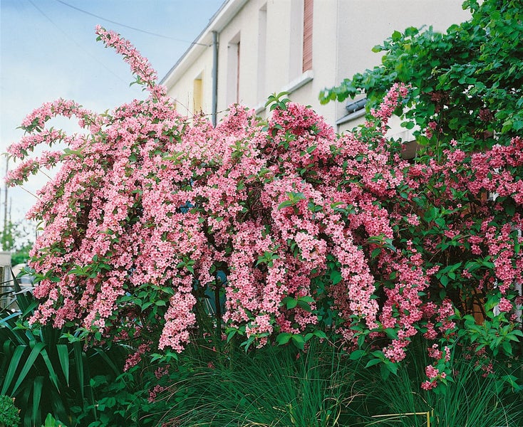 Weigela 'Rosea', Weigelie, rosa Blüten, 80–100 cm