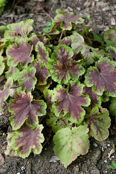 Heucherella 'Solar Eclipse', Schaumblüte, grün-rot, ca. 11x11 cm Topf