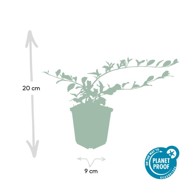 Bodendecker - Cotoneaster dammeri - Teppich-Zwergmispel - 9cm Topf - Set mit 40 Pflanzen