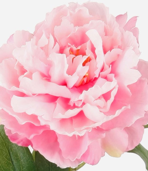 Gefüllte rosa Pfingstrose mit gewellten Blütenblättern und grünen Blättern.