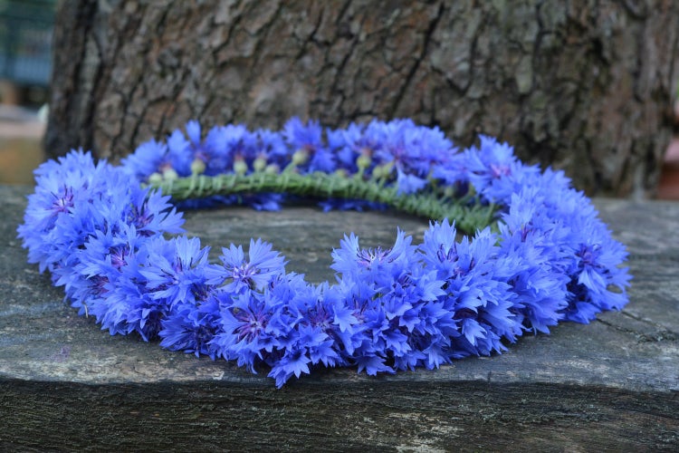 SAFLAX  - Blaue Kornblume - Centaurea cyanus - 27000 Samen